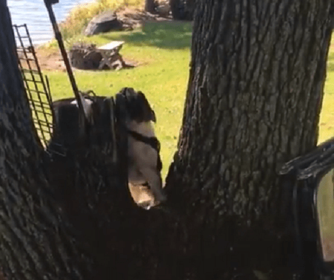 Wait Till You See How This Adorable Pup Barks At The Wrong Tree!