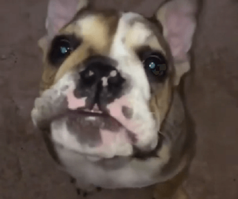 This Adorable Pup Is Barking In Slow Motion And It's A Delight To See!