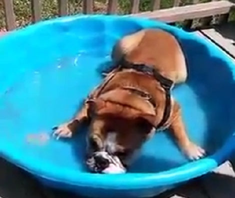 When The Sun's Out, This Pup Heads Out To Chill Like A Boss!