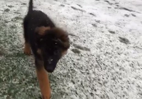 This Adorable Pup Is Running In Slo-Mo, But It's The Floppy Ears That'll Melt Your Heart!