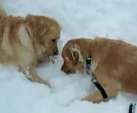 Watch How These Adorable Pups Start Play Fighting In The Snow!