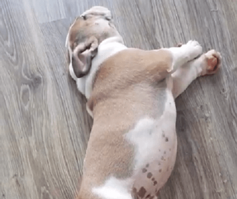 This Adorable Pup Is All Of Us On A Lazy Sunday Afternoon After A Huge Meal!