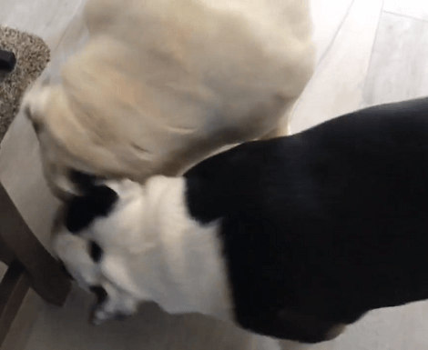 Wait Till You See What These Two Pups Are About To Do At Home!