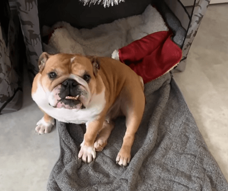 As Soon As Mom Sits Down On The Kitchen Floor, This Pup Can't Contain Herself!