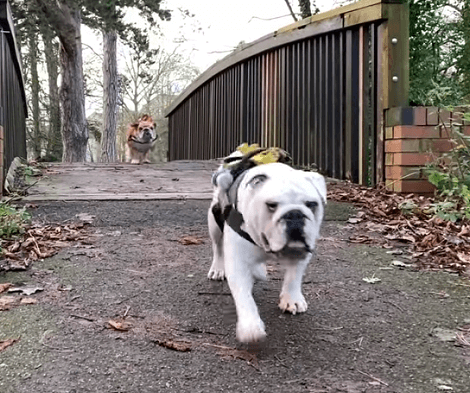 Watch How These Two Adorable Pups Explore The Woods Together!