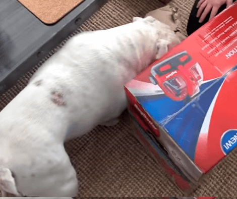 This Adorable Pup Is Trying Out A New Rug Cleaning Machine! Check This Out!