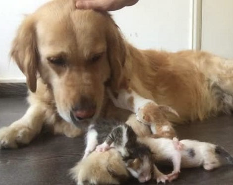 Loving Pup Becomes The Unofficial Big Brother And Guardian To Tiny Baby Kittens