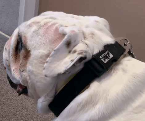 This Adorable Pup's Momma Is Too Lazy To Play Properly! Check This Out!