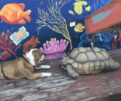 This Adorable Pup Barks At His Friend... His Request Is Rather Hilarious!