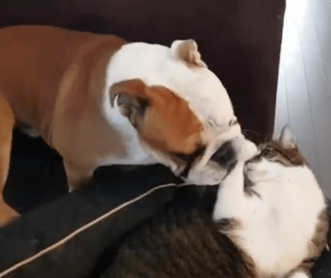 These Adorable Siblings Are Trying Hard To Get To Know Each Other!