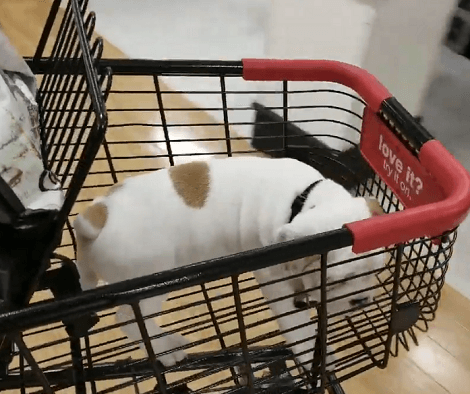 This Adorable Pup Is Having The Time Of His Life Bonding With His Family!