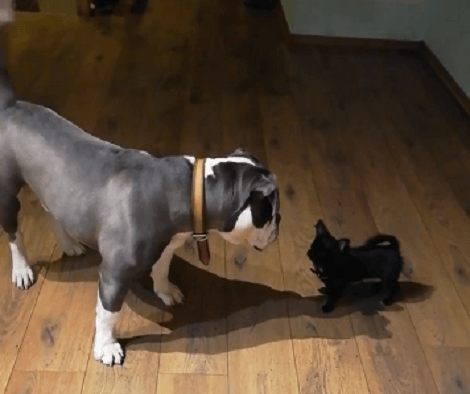When One Pup's Having Fun, Another's Always Looking To Escape! Check This Out!