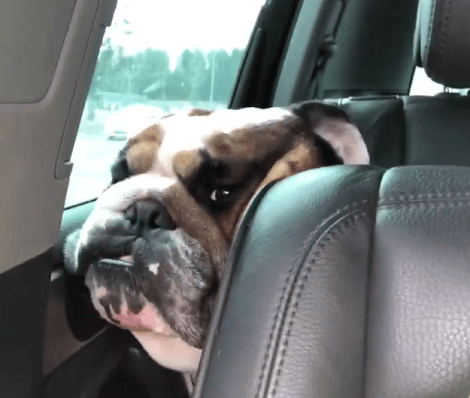 This Adorable Pup Is So Curios He Keeps Checking To See What Mom's Doing!