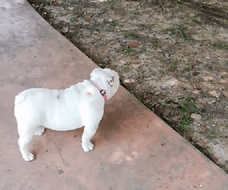 This Adorable Pup's First Time Seeing Pigeons Is Just Too Cute For Words!