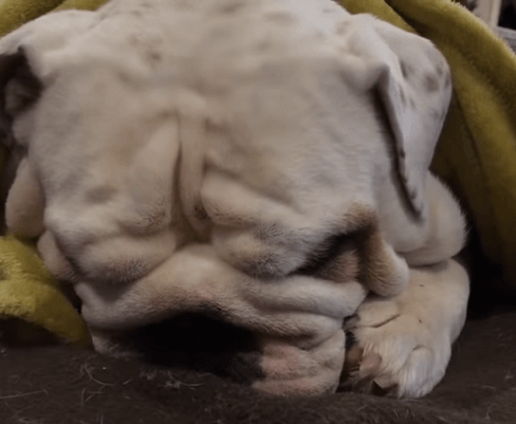This Adorable Pup Truly Knows How To Relax! You've Gotta See This!