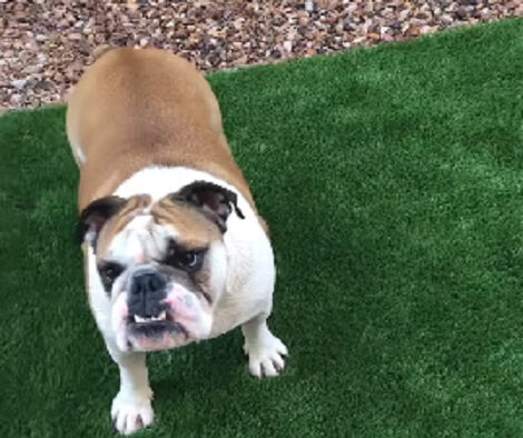 This Adorable Pup Is About To Play His Favorite Game! You'll Love This!