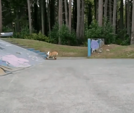 Have You Ever Seen A Pup Ace At Skateboarding?! This Is Jaw-Dropping!