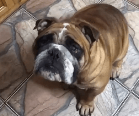 This Adorable Pup Is About To Embark On A Difficult Task And It's Hilarious!