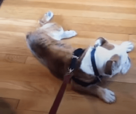 This Adorable Pup Is Completely Protective Of His Baby Brothers!
