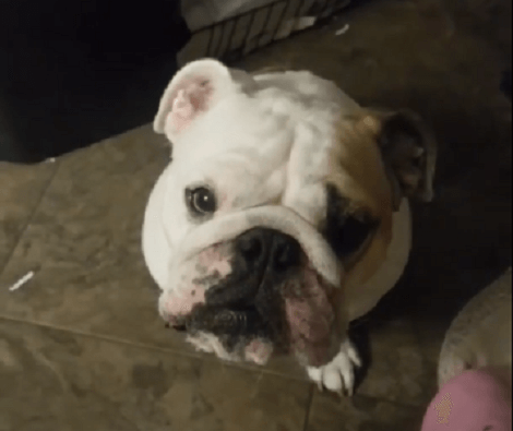 When This Adorable Pup Needs Attention, She Knows Exactly What To Do!