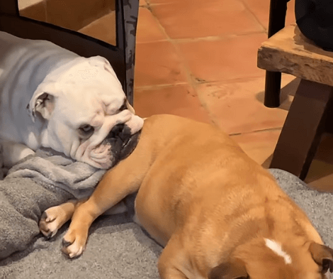 This Adorable Pup Is Absolutely In Love With His Sibling! Watch Him Chill Out With Her!