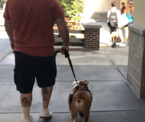 This Adorable Pup Has A Beautiful Purpose In Life... It'll Melt Your Heart!