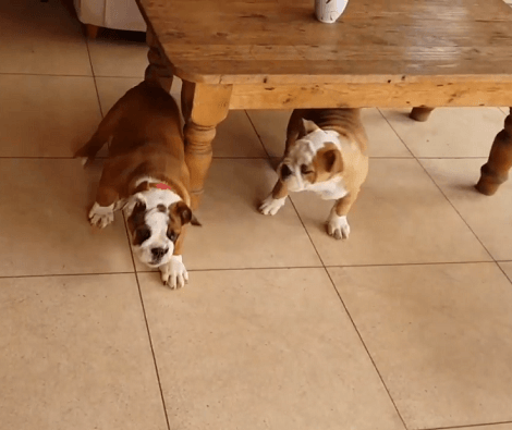 What Happens When Your Pups See The Vacuum Cleaner For The First Time?!