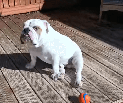 Adorable Pup Has Learned To Be More Confident In The Garden!