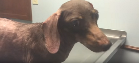 Pup With Cushing's Disease Eats A Treat, But Listen Closely To The Sound She Makes!