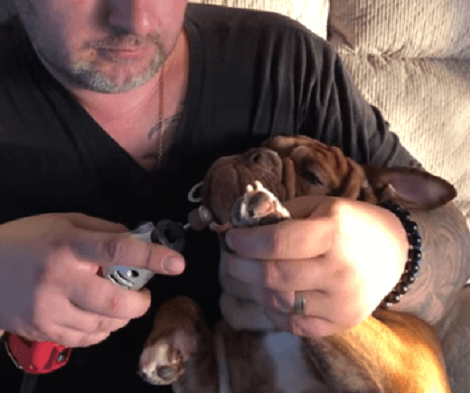 This Adorable Pup Is Probably The Most Patient And The Most Relaxed Pup On This Planet!