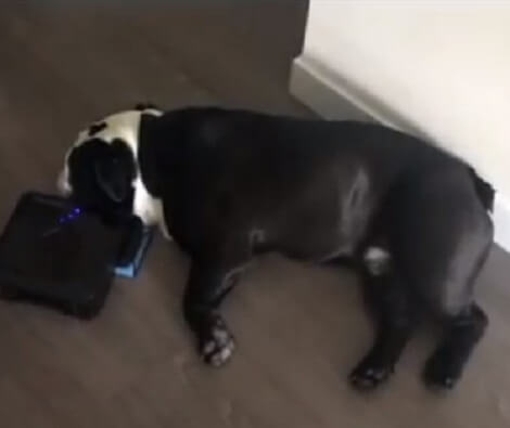 This Adorable Pup Was Minding His Own Business When The Roomba Decided To Pay Him A Visit!