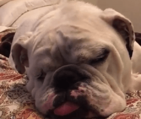 This Adorable Pup Is So Sleepy Today He Doesn't Know He's Being Filmed!