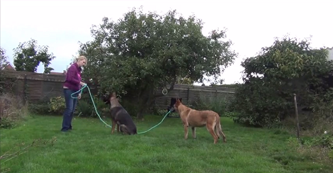 I Bet You've Never Heard Of A Pup Jumping Rope! This Is Unbelievable!