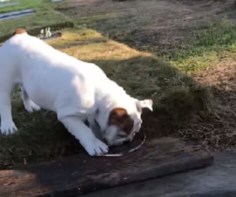 Adorable Pup Checks Out Mom's New Garden Then Can't Contain Himself!