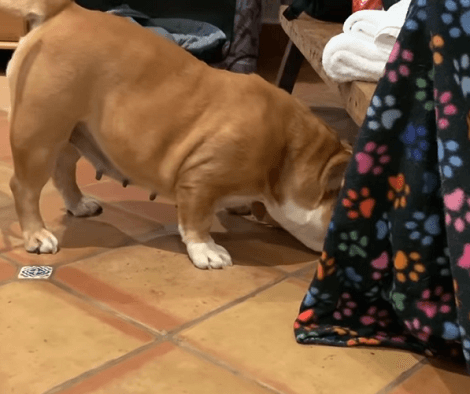 These Adorable Pups Have Just Received Their Brand-New Snuffle Mats! Check This Out!