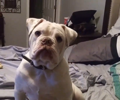This Adorable Pup Has One Wish Tonight - To Be Carried Off The Bed!