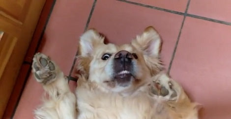 This Adorable Pup Is Camera Shy! Watch How She Reacts When She Sees One!