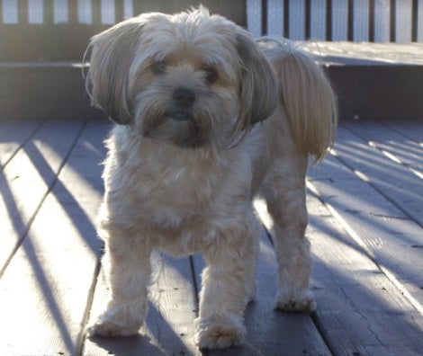 Loving Family Does Something Special For Their Pup Who Just Turned 12!