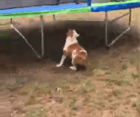 Have You Ever Seen A Pup Leap On A Trampoline?! This Is Too Cute To Miss!