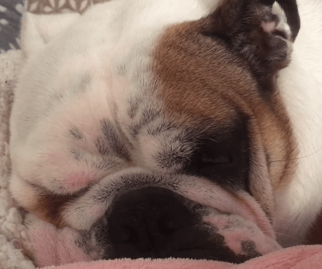 How Many Of You Can Relate To The Sounds This Adorable Pup's Making?!