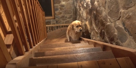 The Travel Diary Of This Adorable Pup Is Going To Make You So Jealous!