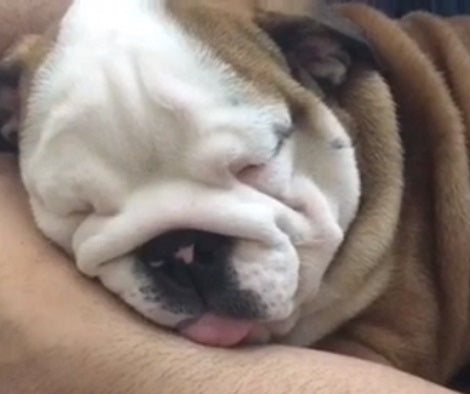Watch How This Adorable Pup Prefers To Fall Asleep! Aww!