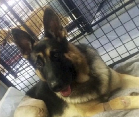 Brave Pup To Compete At The 2018 Westminster Dog Show After Horrific Accident