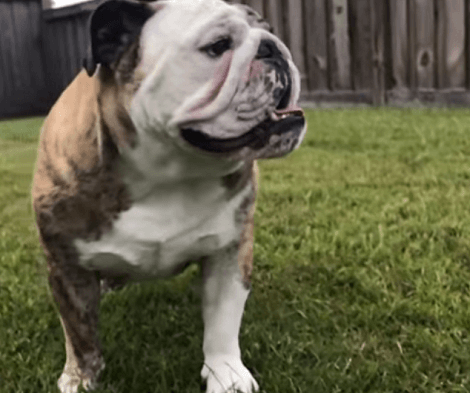 What Is It Like To Rough-House With Your Pup? Wait Till You See This Cute Video!