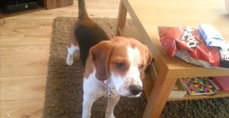 The Tricks This Pup Is Going To Show You Will Blow Your Mind For Sure!