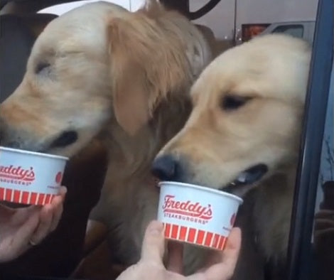 Adorable Pup Is Happier Than Ever To Have A Best Friend Who Doesn't Stop Kissing Him!