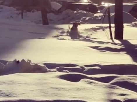 Adorable Pup Can't Contain Herself After Seeing So Much Snow!