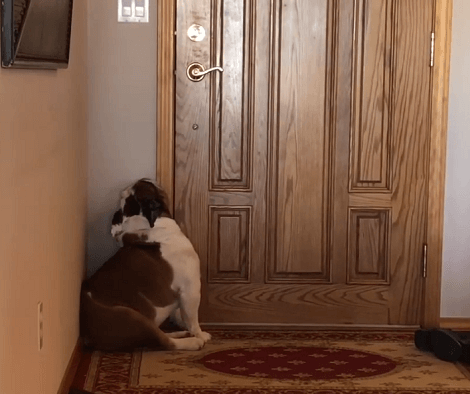 This Adorable Pup Desperately Wants To Go Out And Play So Here's What He Does!