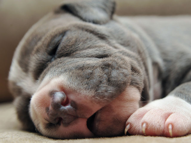 Quiz: Do You Know The Breed Of These Adorable Puppies?