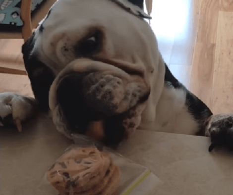 When This Adorable Pup Thinks No One's Looking He Goes Back To His Sneaking Cookie Business!